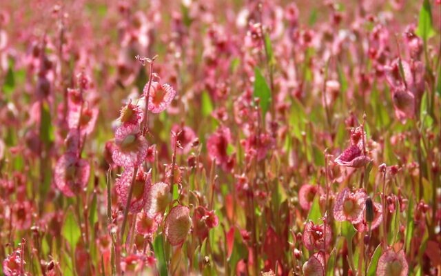 Wildflowers at the Dead Sea. (Avner Rinot, Society for the Protection of Nature in Israel)