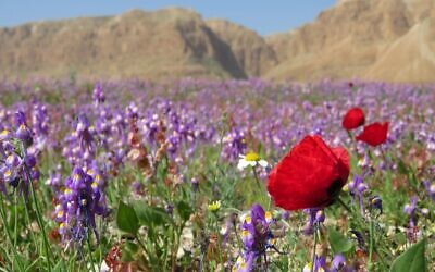 Wildflowers at the Dead Sea. (Avner Rinot, Society for the Protection of Nature in Israel)