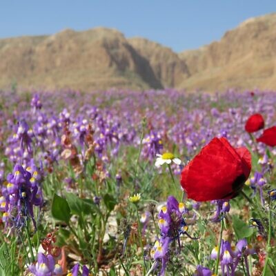 Wildflowers at the Dead Sea. (Avner Rinot, Society for the Protection of Nature in Israel)