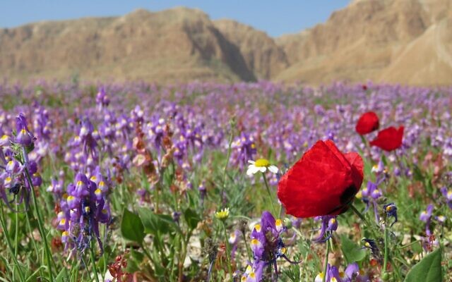 Wildflowers at the Dead Sea. (Avner Rinot, Society for the Protection of Nature in Israel)