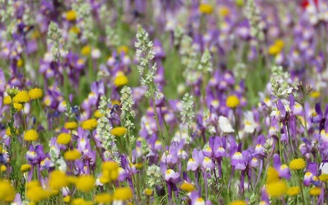 Wildflowers at the Dead Sea. (Avner Rinot, Society for the Protection of Nature in Israel)