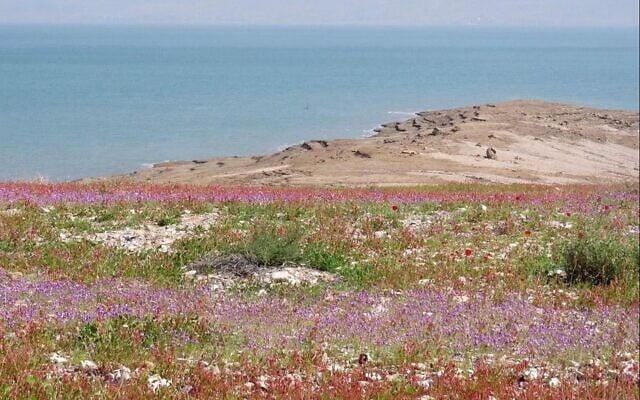 Wildflowers at the Dead Sea. (Avner Rinot, Society for the Protection of Nature in Israel)