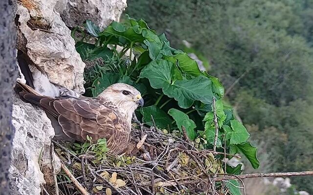 Long-legged buzzard seen via livecam set up by the Israel Nature and Parks Authority and the Society for the Protection of Nature. (Screenshot) Long-legged buzzard seen via livecam set up by the Israel Nature and Parks Authority and the Society for the Protection of Nature. (Screenshot)