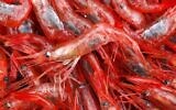 In this January 6, 2012 file photo, northern shrimp lie in a pile aboard a trawler in the Gulf of Maine.  (AP Photo/Robert F. Bukaty, File)