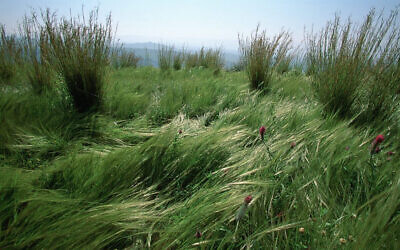 Grass and wildflowers in the Golan Heights. January 8, 2006. (Doron Horowitz/Flash90)