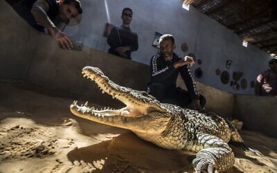 Mamdouh Hassan (R) shows a crocodile to visitors at his house in the Nubian village of Gharb Soheil, on the west bank of the Nile river off Egypt's southern city of Aswan, February 3, 2020. (Khaled Desouki/AFP)