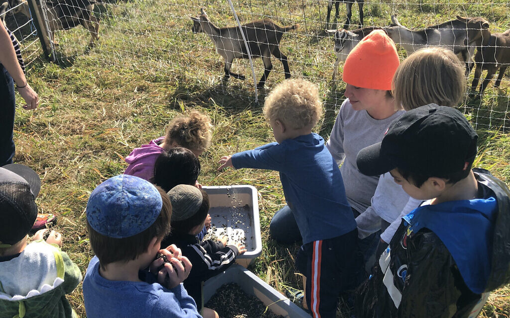 Children from the Chabad-run preschool in Burlington visit a local farm as part of a hands-on and immersive learning program. (Courtesy of Draizy Junik/ via JTA)