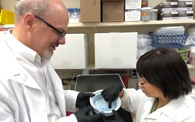 Dr. Martin Zand (left) works with Jiong Wang, B.Med, M.S., research assistant professor of Medicine at the University of Rochester Medical Center. (Courtesy University of Rochester Medical Center)