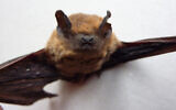 A Kuhl’s pipistrelle bat. (CC BY-SA, Salix, via Wikipedia)