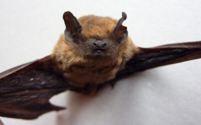 A Kuhl’s pipistrelle bat. (CC BY-SA, Salix, via Wikipedia)