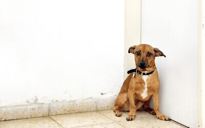 This abandoned dog recently found a new home. (Courtesy, Tel Aviv Society for the Prevention of Cruelty to  Animals).
