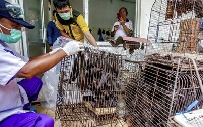 Health officials inspect bats to be confiscated and culled in the wake of coronavirus outbreak at a live animal market in Solo, Central Java, Indonesia, March 14, 2020.  (AP Photo)