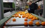 Oranges being washed, prepared, and packed at the Mehadrin factory in southern Israel, November 28, 2013. (Yaakov Naumi/FLASH90)