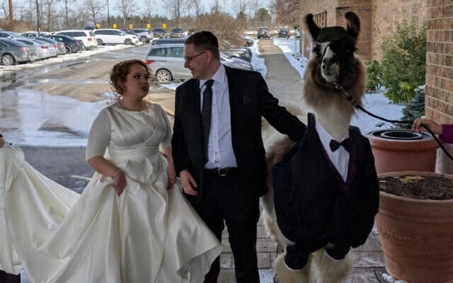 Mendl Weinstock and his sister Riva posing for a picture with Shocky the llama in Cleveland, Ohio on March 1, 2020. (Courtesy of Mendl Weinstock via JTA) Mendl Weinstock and his sister Riva posing for a picture with Shocky the llama in Cleveland, Ohio on March 1, 2020. (Courtesy of Mendl Weinstock via JTA)