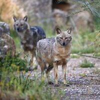 Jackals in Hayarkon Park in Tel Aviv on April 13, 2020. (Jack Guez/AFP/File)