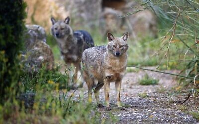 Jackals in Hayarkon Park in Tel Aviv on April 13, 2020. (Jack Guez/AFP/File)