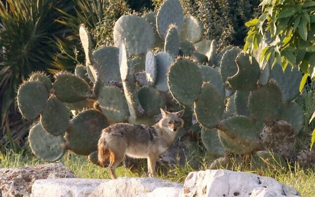 Jackals play in Hayarkon Park in the Israeli coastal city of Tel Aviv on April 13, 2020. (JACK GUEZ/AFP)