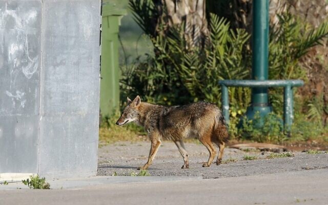 Jackals in Hayarkon Park in Tel Aviv on April 13, 2020. (Jack Guez/AFP) Jackals in Hayarkon Park in Tel Aviv on April 13, 2020. (Jack Guez/AFP)