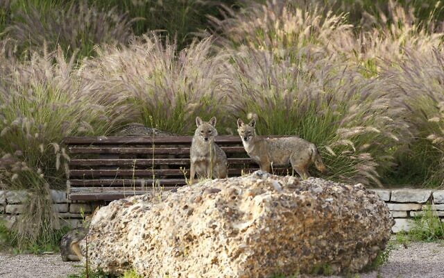 Jackals play in Hayarkon Park in the Israeli coastal city of Tel Aviv on April 13, 2020. (JACK GUEZ/AFP)