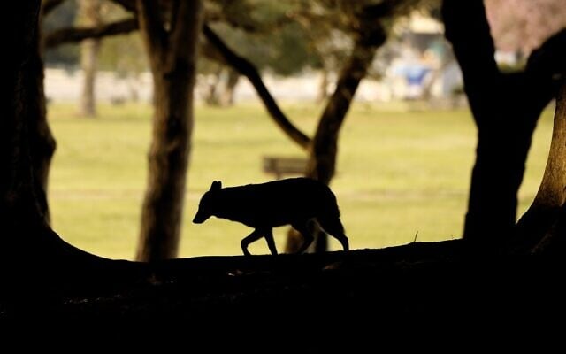 Jackals in Haarkon Park in Tel Aviv on April 13, 2020. (Jack Guez/AFP) Jackals in Haarkon Park in Tel Aviv on April 13, 2020. (Jack Guez/AFP)