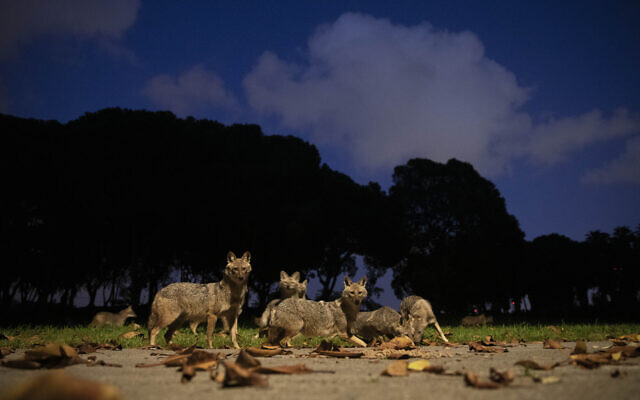 A pack of jackals eats dog food that was left for them by a woman at Hayarkon Park in Tel Aviv on April 11, 2020. (AP Photo/Oded Balilty) A pack of jackals eats dog food that was left for them by a woman at Hayarkon Park in Tel Aviv on April 11, 2020. (AP Photo/Oded Balilty)