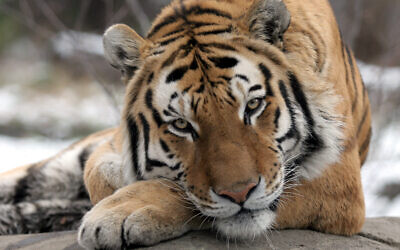 Illustrative: A male Siberian Tiger.  (AP Photo/Mary Schwalm)