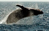 Illustrative: A humpback whale leaps out of the water in the channel off the town of Lahaina on the island of Maui in Hawaii in 2005. (AP Photo/Reed Saxon)