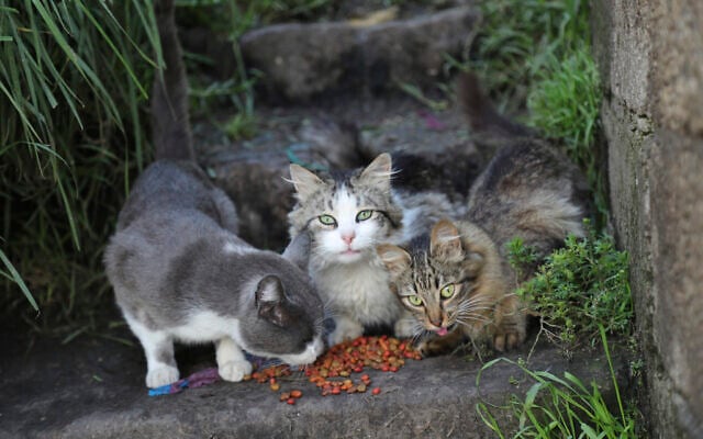 Illustrative: Cats are fed by members of the municipality of Quito, at a slum in Quito, Ecuador, Wednesday, April 22, 2020. The animal welfare group, known as Animal Urbano which is part of the municipality, is running a campaign in the poorer neighborhoods of Quito to help stray or vulnerable animals, as well as pets abandoned by their owners inside their homes during the new coronavirus pandemic. (AP Photo/Dolores Ochoa) Illustrative: Cats are fed by members of the municipality of Quito, at a slum in Quito, Ecuador, Wednesday, April 22, 2020. The animal welfare group, known as Animal Urbano which is part of the municipality, is running a campaign in the poorer neighborhoods of Quito to help stray or vulnerable animals, as well as pets abandoned by their owners inside their homes during the new coronavirus pandemic. (AP Photo/Dolores Ochoa)