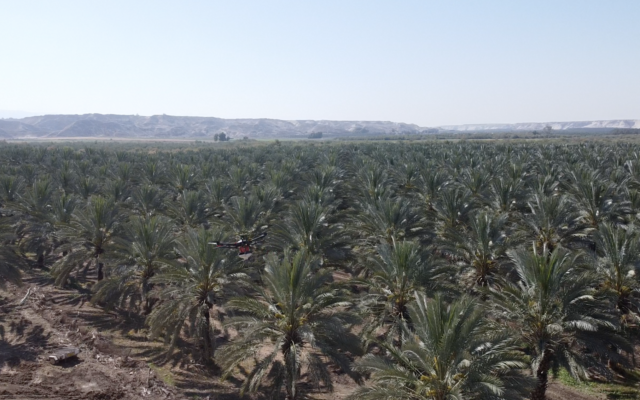 Date trees in the Jordan Valley pollinated by Blue and White Robotics and Dropcopter (Courtesy)