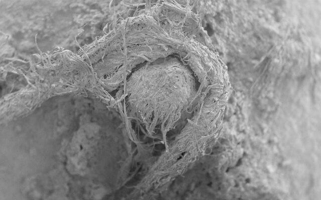 This electron microscope image provided shows part of a Neanderthal cord from Abri du Maras, France. (M-H. Moncel via AP) This electron microscope image provided shows part of a Neanderthal cord from Abri du Maras, France. (M-H. Moncel via AP)