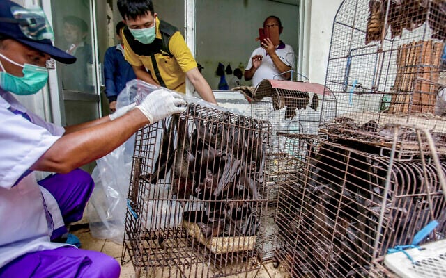 Illustrative: Health officials inspect bats to be confiscated and culled in the wake of coronavirus outbreak at a live animal market in Solo, Central Java, Indonesia, March 14, 2020. (AP Photo, File) Illustrative: Health officials inspect bats to be confiscated and culled in the wake of coronavirus outbreak at a live animal market in Solo, Central Java, Indonesia, March 14, 2020. (AP Photo, File)