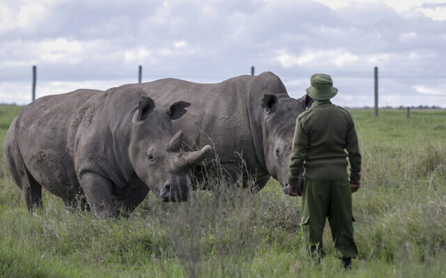 In this May 1, 2020 file photo, a ranger observes the last remaining two northern white rhinos Fatu, left, and Najin, right, at the Ol Pejeta conservancy in Kenya. (AP Photo/Khalil Senosi, File) In this May 1, 2020 file photo, a ranger observes the last remaining two northern white rhinos Fatu, left, and Najin, right, at the Ol Pejeta conservancy in Kenya. (AP Photo/Khalil Senosi, File)