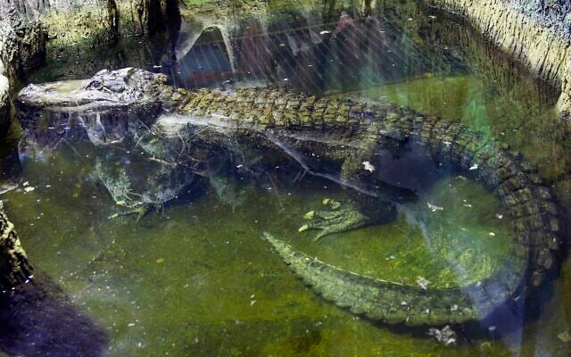 In this photo taken on Tuesday, Feb. 19, 2019, the alligator Saturn swims in water at the Moscow Zoo, in Moscow, Russia. An alligator that many believed to have once belonged to Adolf Hitler has died in the Moscow Zoo. The zoo said the alligator, named Saturn, was about 84 years old and died on Friday. (AP Photo/Mikhail Bibichkov) In this photo taken on Tuesday, Feb. 19, 2019, the alligator Saturn swims in water at the Moscow Zoo, in Moscow, Russia. An alligator that many believed to have once belonged to Adolf Hitler has died in the Moscow Zoo. The zoo said the alligator, named Saturn, was about 84 years old and died on Friday. (AP Photo/Mikhail Bibichkov)