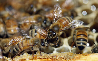 Illustrative: Honeybees are shown on a frame at beekeeper Denise Hunsaker's apiary on May 20, 2019, in Salt Lake City. (AP/Rick Bowmer)