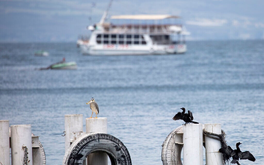 In this April 25, 2020 photo, birds rest on as an empty tourist ship is anchored in the Sea of Galilee, locally known as Lake Kinneret (AP Photo/Ariel Schalit)