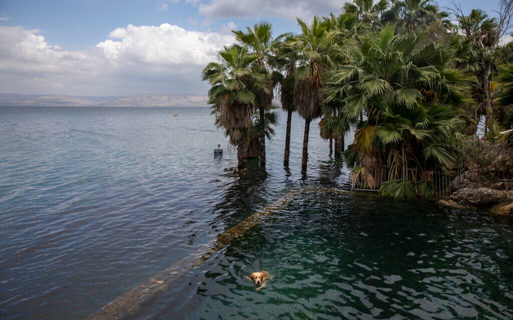 In this April 25, 2020 photo, a dog swims in the water as trees stand where dry land was in the Sea of Galilee, locally known as Lake Kinneret (AP Photo/Ariel Schalit)