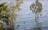 In this April 25, 2020 photo, a bird swims where dry land used to be at the Sea of Galilee, locally known as Lake Kinneret (AP Photo/Ariel Schalit)