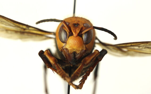 This Dec. 30, 2019 photo provided by the Washington State Department of Agriculture shows a dead Asian giant hornet in a lab in Olympia, Washington (Quinlyn Baine/Washington State Department of Agriculture via AP) This Dec. 30, 2019 photo provided by the Washington State Department of Agriculture shows a dead Asian giant hornet in a lab in Olympia, Washington (Quinlyn Baine/Washington State Department of Agriculture via AP)