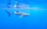 A whale shark spotted off the coast of Eilat on May 3, 2020. (Omri Omasi/Israel Nature and Parks Authority)