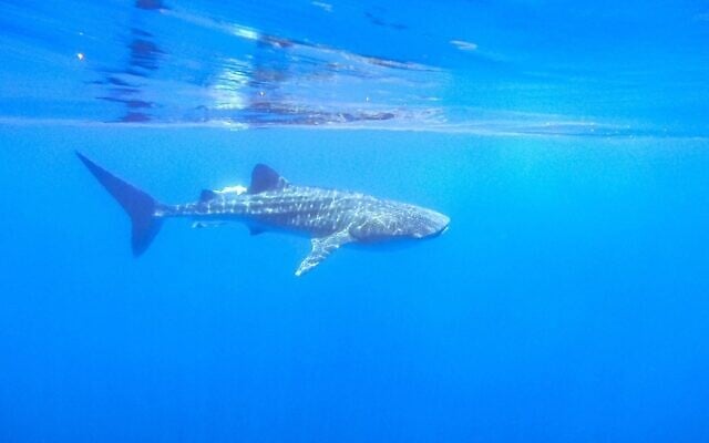 A whale shark spotted off the coast of Eilat on May 3, 2020. (Omri Omasi/Israel Nature and Parks Authority)