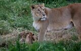 Lioness Yasha and her two new-born cubs at the Jerusalem Biblical zoo (Gili Cohen-Magen)