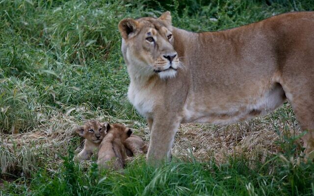 Lioness Yasha and her two new-born cubs at the Jerusalem Biblical zoo (Gili Cohen-Magen)