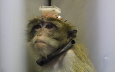 A monkey being used for experimentation in a laboratory at the Hadassh Ein Karem Hospital in Jerusalem, July 22, 2003. (Flash90) 