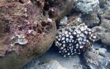 Corals broken by the extreme storms that battered Eilat in March. (Dr Assaf Zvuloni, Eilat district marine ecologist, Israel Nature and Parks Authority)