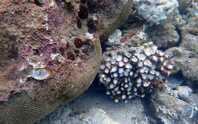 Corals broken by the extreme storms that battered Eilat in March. (Dr Assaf Zvuloni, Eilat district marine ecologist, Israel Nature and Parks Authority)