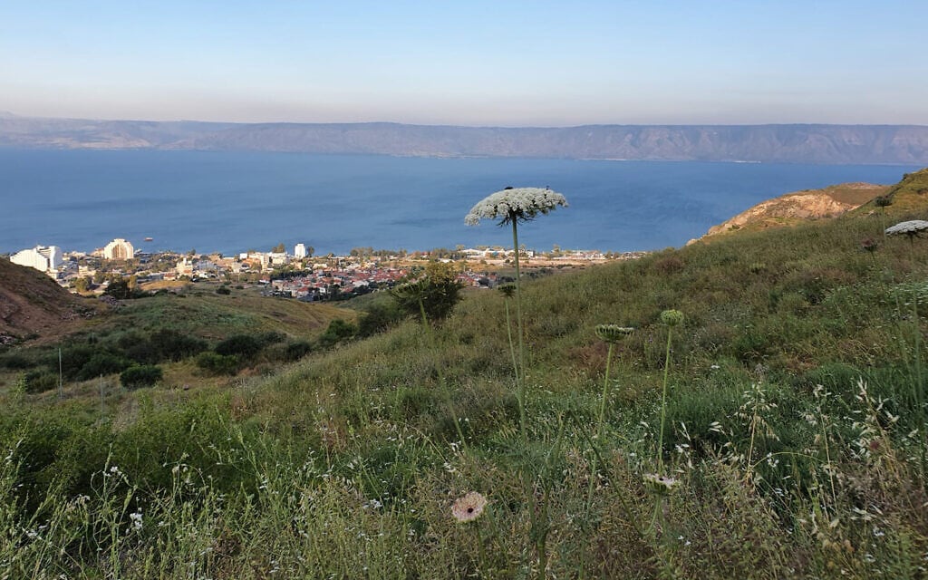 The view from the Dona Gracia Forest, named for a 16th-century Portuguese benefactor who established a home for Jewish refugees from the Inquisition in the area. (Asaf Ben-Zvi)
