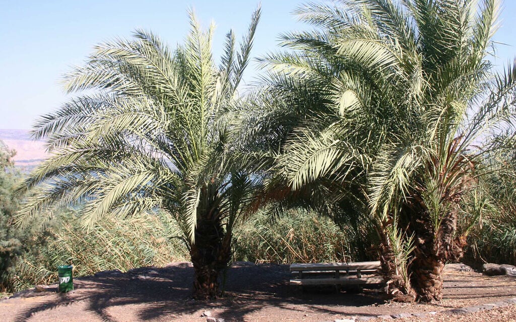 The Poriya Springs picnic site, rehabilitated by the Jewish National Fund in 1992, features footbridges, canals, stone tables, date trees and canary palms. (Shmuel Bar-Am)