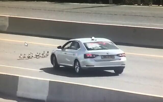 Police stop traffic to allow family of geese to cross highway, May 29, 2020 (Screen grab/Israel Police) Police stop traffic to allow family of geese to cross highway, May 29, 2020 (Screen grab/Israel Police)