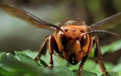 The giant Asian hornet (Screen grab/National Geographic)