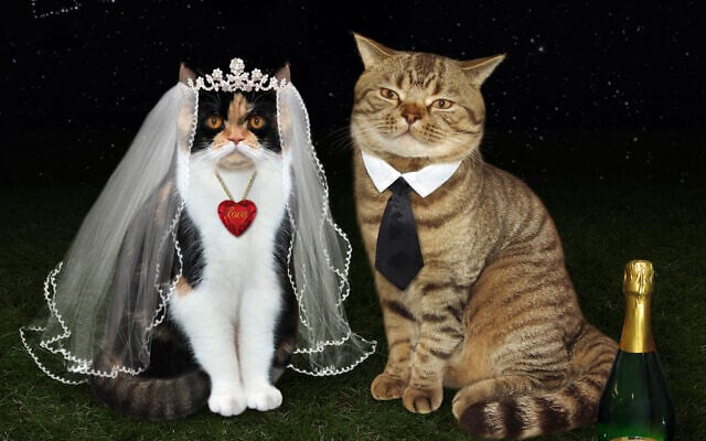 Newly married cats. (iridi/iStock via Getty Images) Newly married cats. (iridi/iStock via Getty Images)